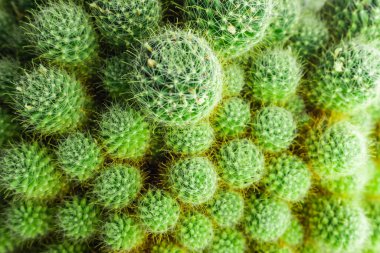 Yeşil kaktüs arka plan dokusu