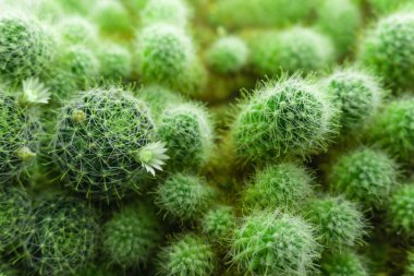 Yeşil kaktüs arka plan dokusu
