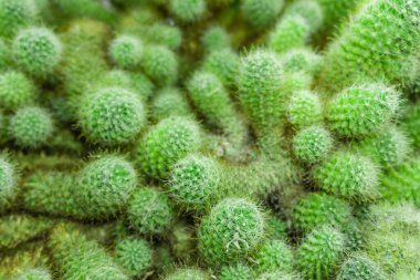 Yeşil kaktüs arka plan dokusu