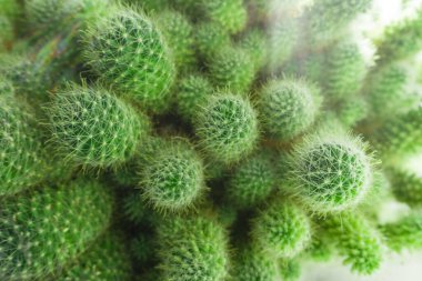 Yeşil kaktüs arka plan dokusu