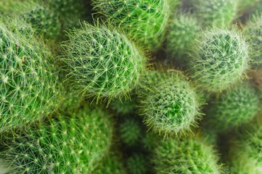 Yeşil kaktüs arka plan dokusu