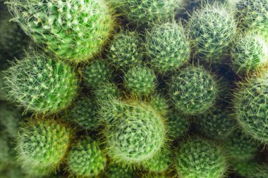 Yeşil kaktüs arka plan dokusu