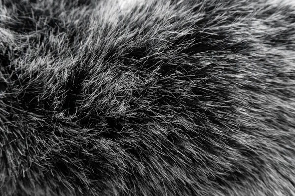 Black and white animal wool texture background, grey natural mink wool, close-up texture of  plush dark fur