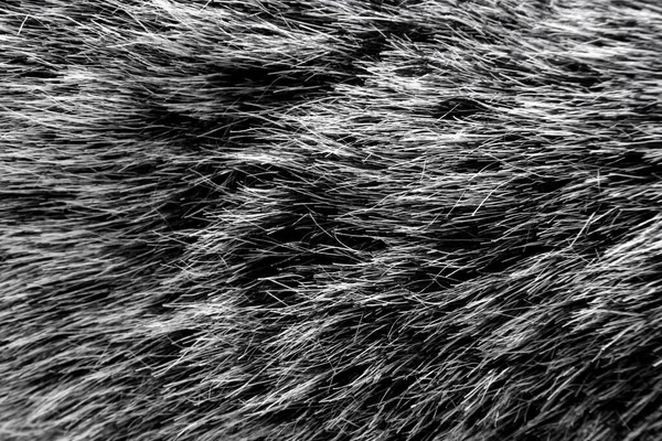 Black and white animal wool texture background, grey natural mink wool, close-up texture of  plush dark fur