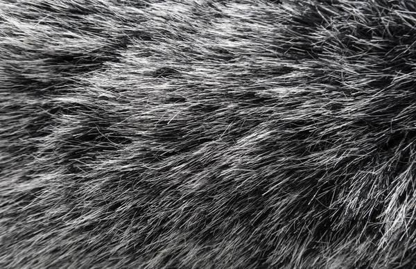 Черно Белая Шерсть Текстура Животного Фона Серая Натуральная Норковая Шерсть — стоковое фото