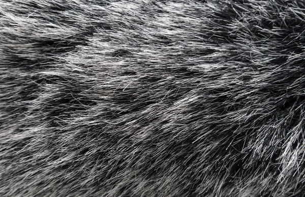 Black and white animal wool texture background, grey natural mink wool, close-up texture of  plush dark fur