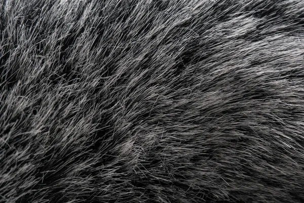 Black White Animal Wool Texture Background Cinza Natural Mink Wool — Fotografia de Stock