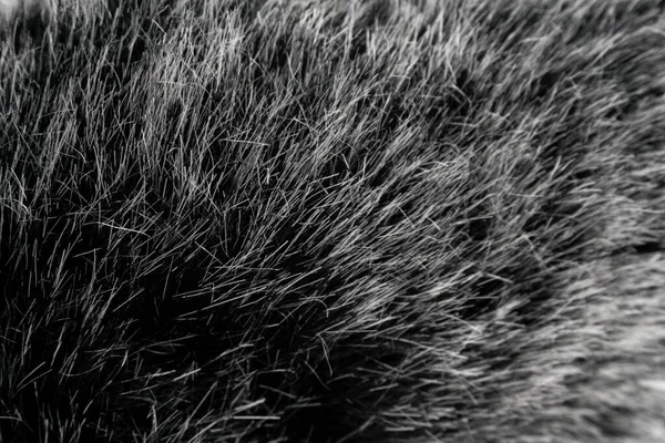 Black White Animal Wool Texture Background Grey Natural Mink Wool — Stock Photo, Image