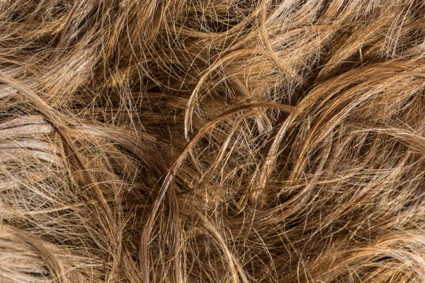 Brown Long Hair Texture Background — Stock Photo, Image