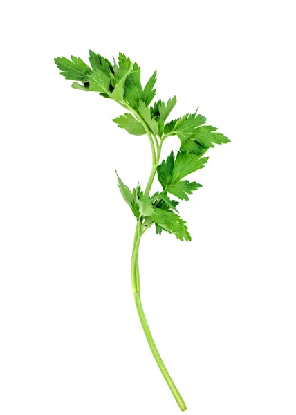 Fresh Bunch Parsley Isolated White Background Celery — Stock Photo, Image