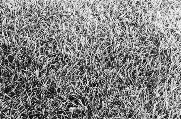 Herbe Dans Fond Texture Prairie Noir Blanc Photo — Photo