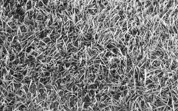 grass in the meadow texture background. black and white photo