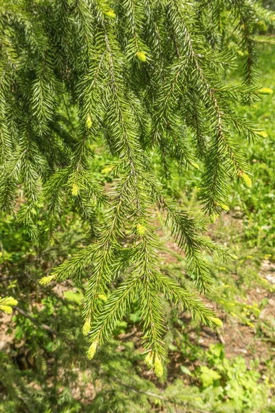 Köknar Ağaçlarının Yeşil Dalları Genç Koniler — Stok fotoğraf
