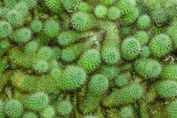 Grön Kaktus Närbild Bakgrund Struktur — Stockfoto