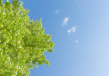 Aşağıdan gökyüzüne yeşil taç ağaçları görünüyor. Gökyüzüne karşı ağaçlardan oluşan yeşil taç. Aşağıdaki ağaçların arasından gökyüzüne bak.