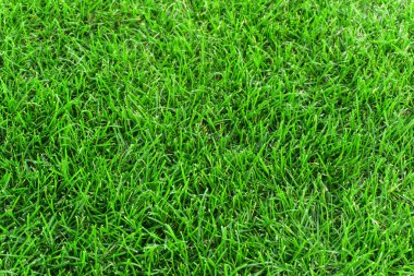 Çayır dokusunda yeşil çimen. Yazın yemyeşil çimlere yakın.