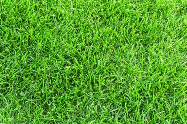 Çayır dokusunda yeşil çimen. Yazın yemyeşil çimlere yakın.