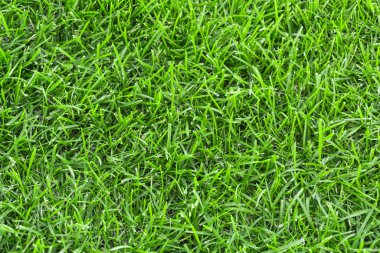 Çayır dokusunda yeşil çimen. Yazın yemyeşil çimlere yakın.