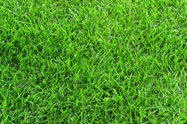 Çayır dokusunda yeşil çimen. Yazın yemyeşil çimlere yakın.