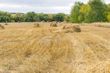 Tarlalarda hasat, saman yığınları