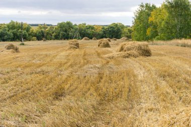 Tarlalarda hasat, saman yığınları