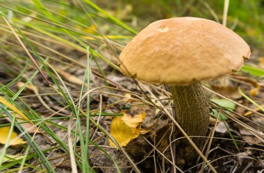 Ormanda çimlerin üzerinde mantar