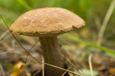 Ormanda çimlerin üzerinde mantar