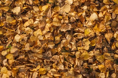 Yere düşen kuru sarı yapraklar. Arkaplan dokusu