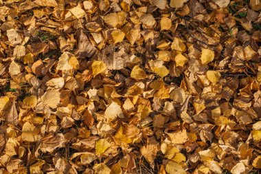 Yere düşen kuru sarı yapraklar. Arkaplan dokusu