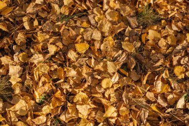 Yere düşen kuru sarı yapraklar. Arkaplan dokusu