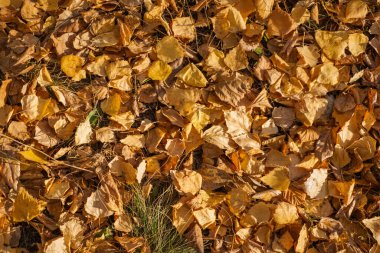 Yere düşen kuru sarı yapraklar. Arkaplan dokusu