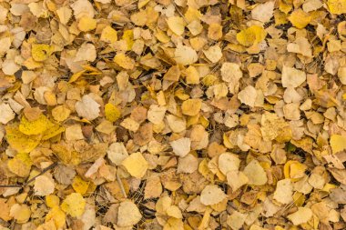 Yere düşen kuru sarı yapraklar. Arkaplan dokusu