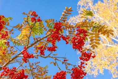Sonbaharda dalların üzerinde olgun kızıl dağ külleri (rowan)