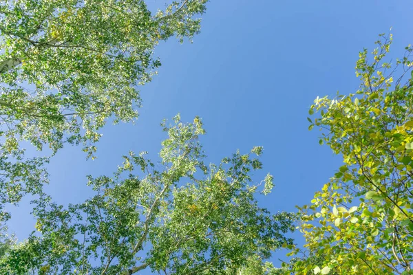 Green crown trees view from below into the sky. Green crown of trees against the sky. View of the sky through the trees from below