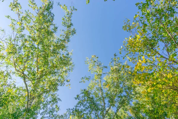 Coroas Verdes Vista Baixo Para Céu Coroa Verde Árvores Contra — Fotografia de Stock