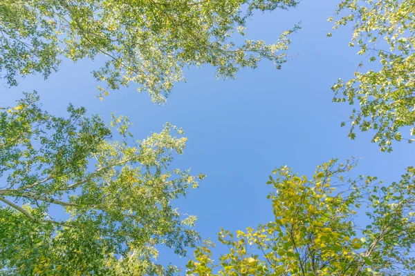 Grüne Kronen Blicken Von Unten Den Himmel Grüne Baumkronen Gegen — Stockfoto