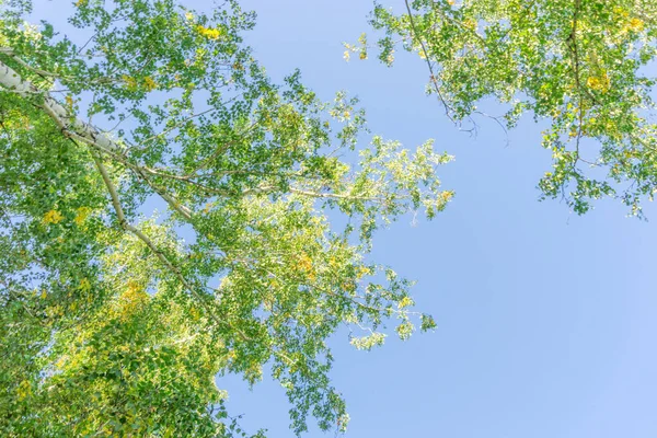 Деревья Зеленой Короны Смотрят Снизу Небо Зеленая Корона Деревьев Против — стоковое фото