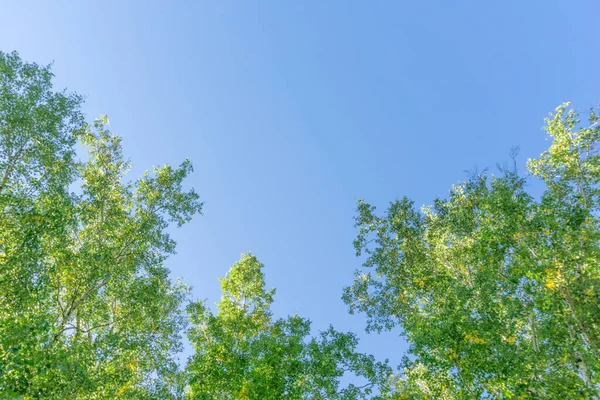 Zelené Koruny Stromů Shlížejí Zdola Nebe Zelená Koruna Stromů Proti — Stock fotografie