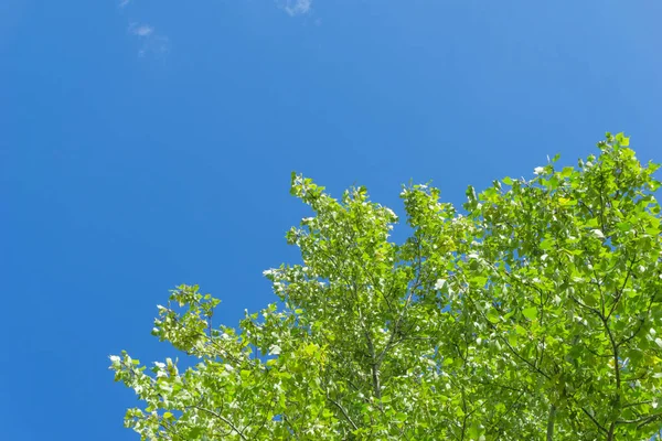 Green crown trees view from below into the sky. Green crown of trees against the sky. View of the sky through the trees from below