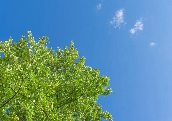 Green crown trees view from below into the sky. Green crown of trees against the sky. View of the sky through the trees from below