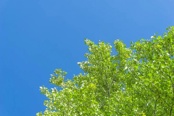 下から空に緑の王冠の木の景色 空に対する木の緑の冠 下からの木々を通して空の景色 — ストック写真