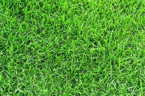 Green grass in the meadow texture background. close up of green trimmed lawn in summer