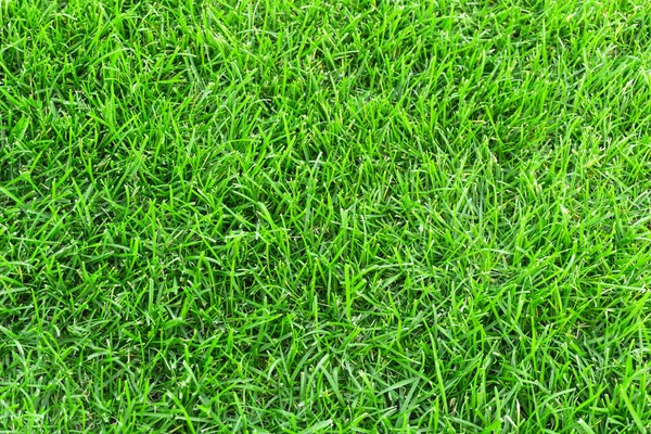 Çayır dokusunda yeşil çimen. Yazın yemyeşil çimlere yakın.