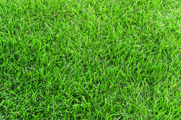 Green grass in the meadow texture background. close up of green trimmed lawn in summer