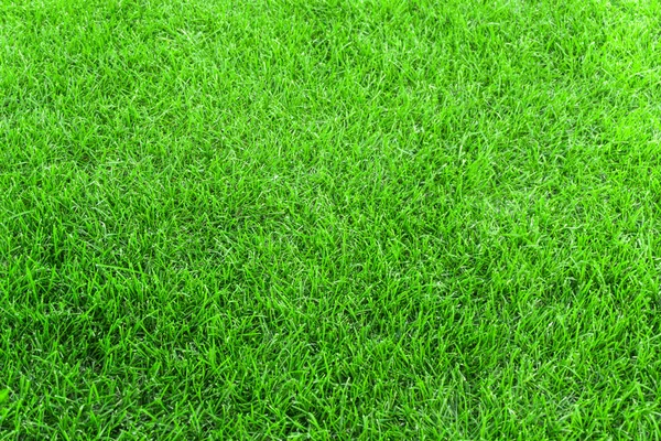 Green grass in the meadow texture background. close up of green trimmed lawn in summer