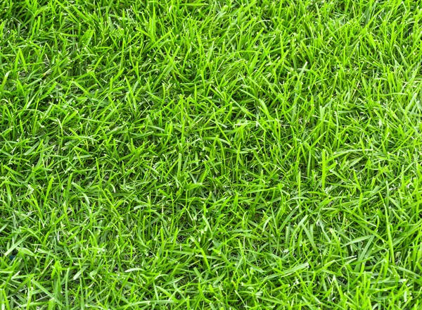 Çayır dokusunda yeşil çimen. Yazın yemyeşil çimlere yakın.