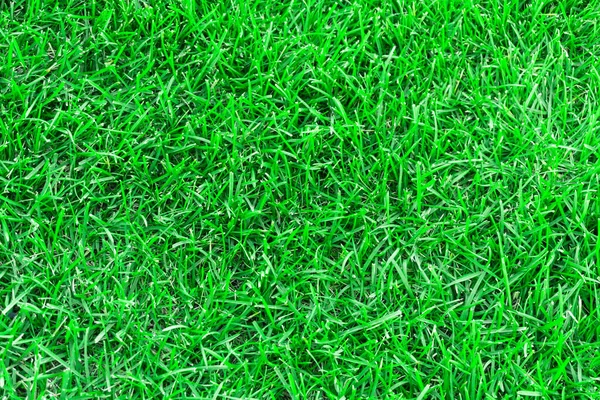 Green Grass Meadow Texture Background Close Green Trimmed Lawn Summer — Stock Photo, Image