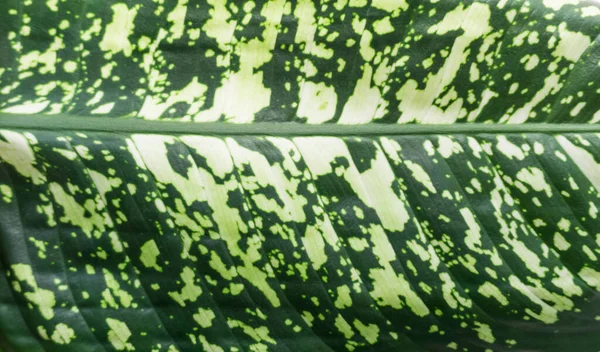 Grönt Löv Mönster Närbild Struktur Bakgrund — Stockfoto