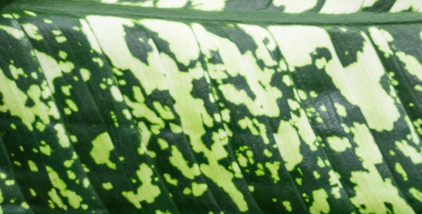 緑の葉のパターンを閉じるテクスチャの背景 — ストック写真