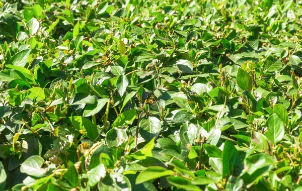 Akasya arkaplan dokusunda yeşil yapraklar